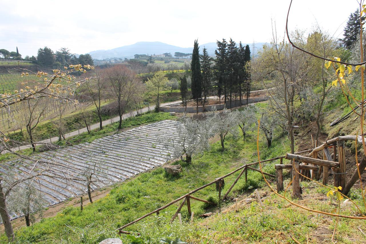 Country House Erba Regina Frascati Exterior foto